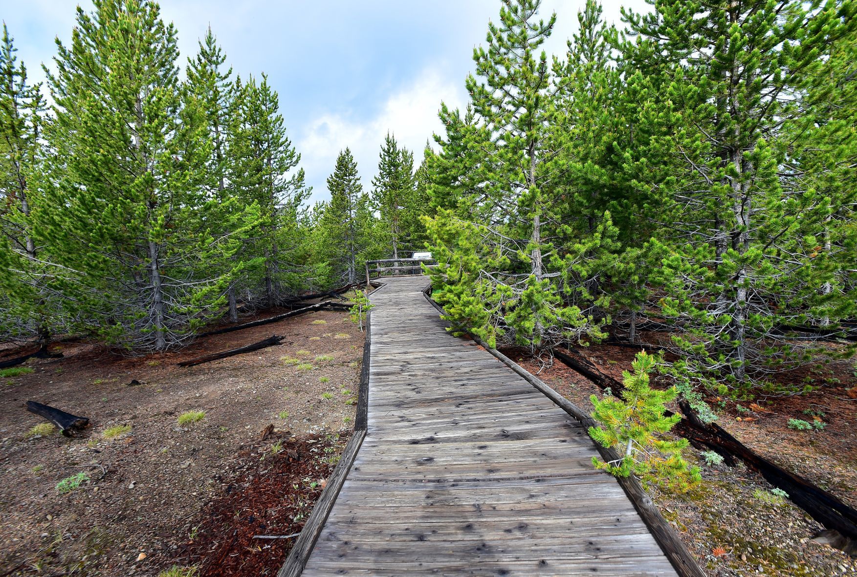 Fire blowdown boardwalk